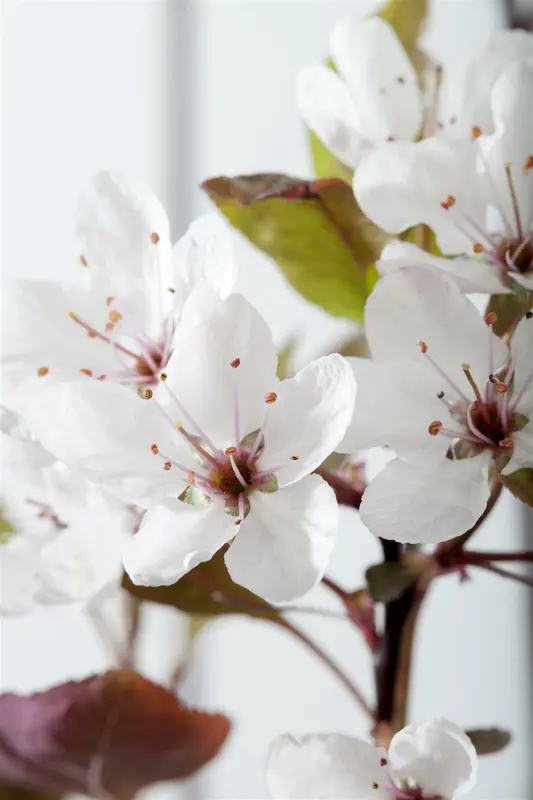 prunus cistena (80-100 cm) - afbeelding 2