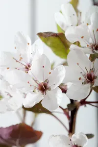 prunus cistena (80-100 cm) - afbeelding 2