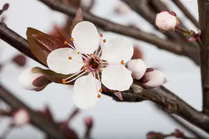 prunus cistena (80-100 cm) - afbeelding 3