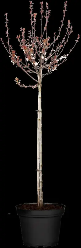 prunus cistena (80-100 cm) - afbeelding 4