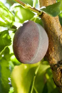 prunus dom. 'jubileum' C7,5 - afbeelding 3