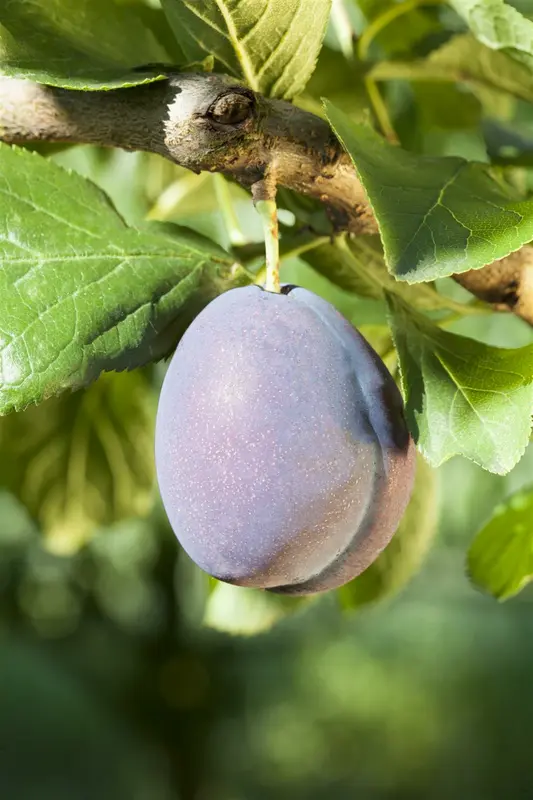 prunus dom. 'jubileum' C7,5 - afbeelding 2