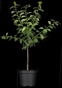 prunus dom. 'mirabelle de nancy' C7,5 HALFST - afbeelding 4