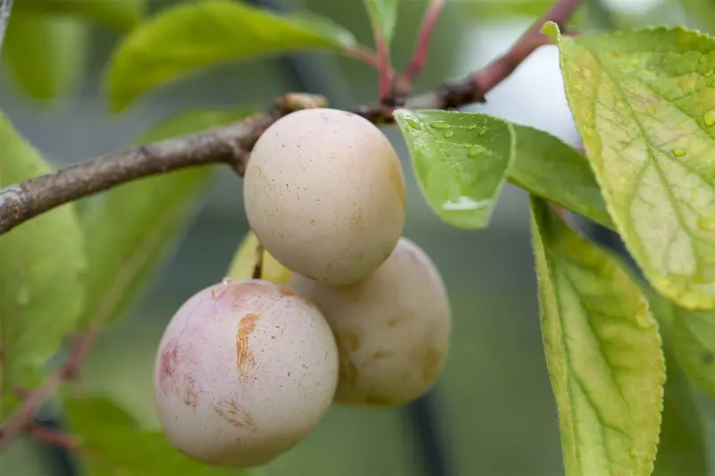 prunus dom. 'mirabelle de nancy' C7,5 HALFST - afbeelding 2