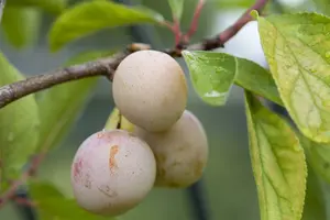 prunus dom. 'mirabelle de nancy' C7,5 HALFST - afbeelding 2