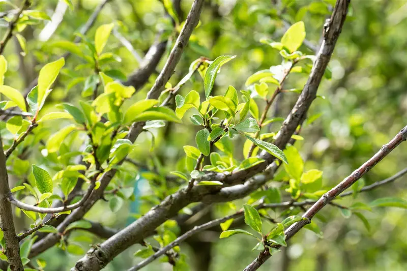prunus dom. 'mirabelle de nancy' C7,5 HALFST - afbeelding 4