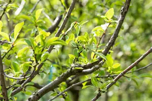prunus dom. 'mirabelle de nancy' C7,5 HALFST - afbeelding 4