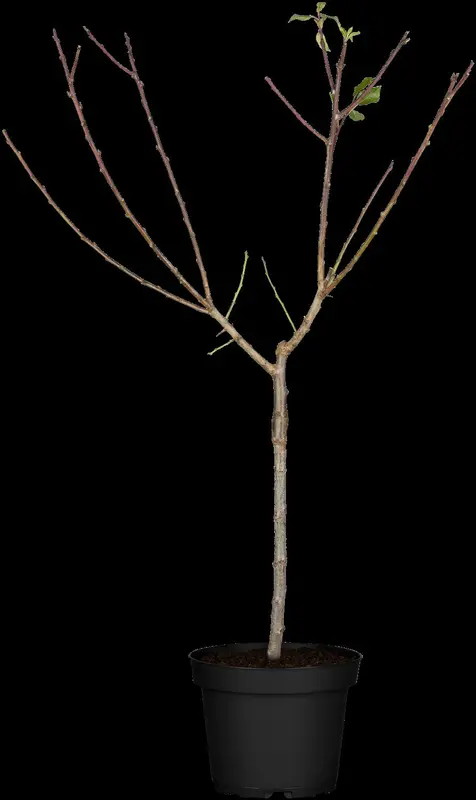 prunus dom. 'mirabelle de nancy' C7,5 HALFST - afbeelding 3