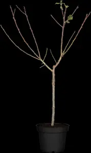 prunus dom. 'mirabelle de nancy' C7,5 HALFST - afbeelding 3