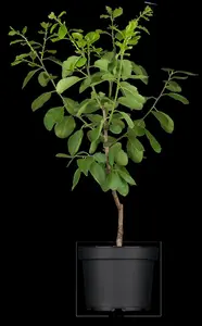 prunus dom. 'opal' C7,5 HALFST