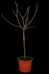 domestica - afbeelding 5