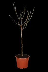 prunus dom. (pruimen/pruniers) HOOGST BW (8/10) - afbeelding 2