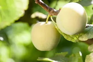 prunus dom. 'r. cl. d'oullins' C7,5