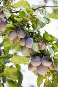 Prunus dom. 'Sainte Catharine' (rgf) HOOGST.  BW (8/10)