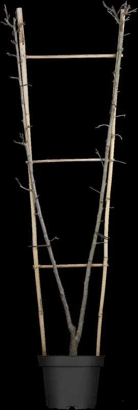 prunus dom. 'victoria' C7,5