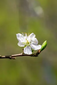 Prunus dom. 'Wignon' (rgf) HALFST.   BW - afbeelding 2
