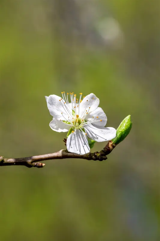 Prunus dom. 'Wignon' (rgf) HOOGST.  BW (8/10) - afbeelding 2
