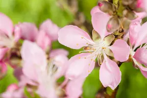 prunus dulcis (amandel/amandier) C7,5 HALFST