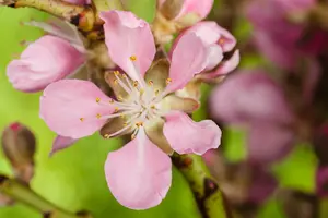 prunus dulcis 'robijn' C7,5