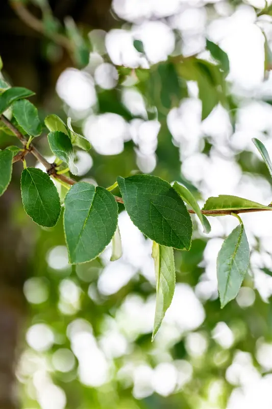 Prunus eminens 'Umbraculifera' 12/14 HO C - afbeelding 1