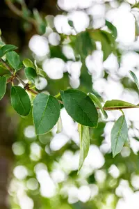 Prunus eminens 'Umbraculifera' 12/14 HO C