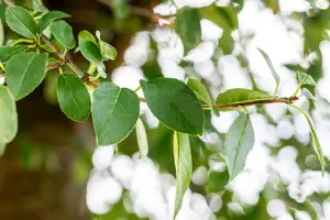 Prunus eminens 'Umbraculifera' 8/10 HO C - afbeelding 2