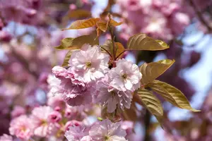 prunus hybr. 'accolade' 20/25 - afbeelding 5