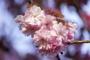 Prunus hybr. 'Accolade' 200-250   C70 MRST - afbeelding 5