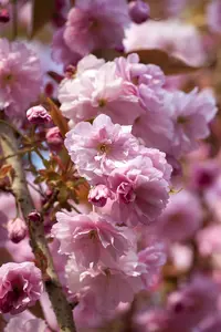 Prunus hybr. 'Accolade' 300-350 DKL MRST - afbeelding 2