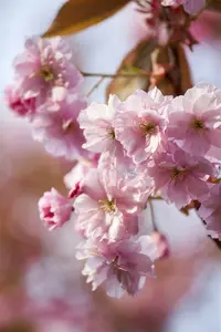Prunus hybr. 'Accolade' 300-350 DKL MRST - afbeelding 4