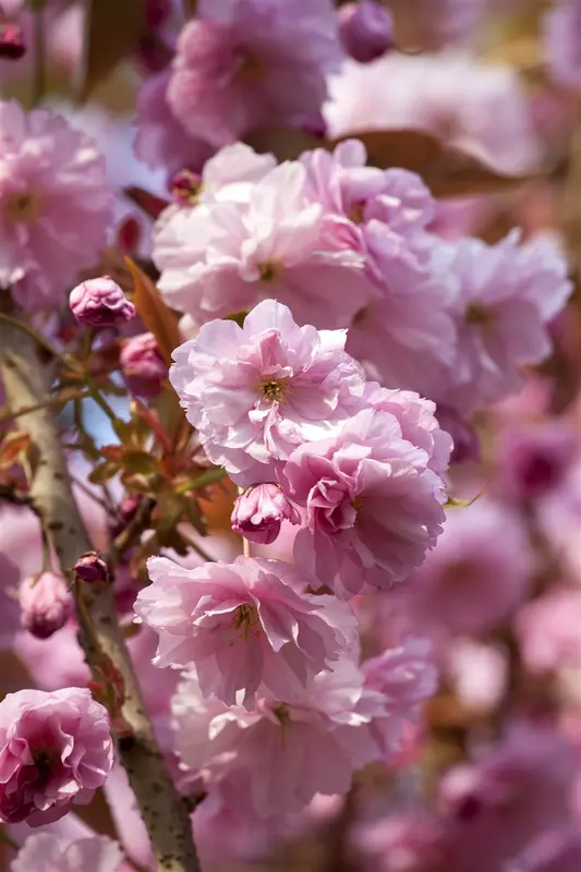 Prunus hybr. 'Accolade' STAM/100 C10 - afbeelding 2