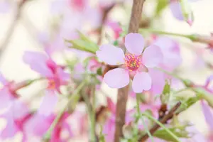 Okame - afbeelding 4