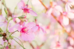 Okame - afbeelding 5