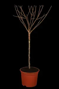 Prunus - afbeelding 2