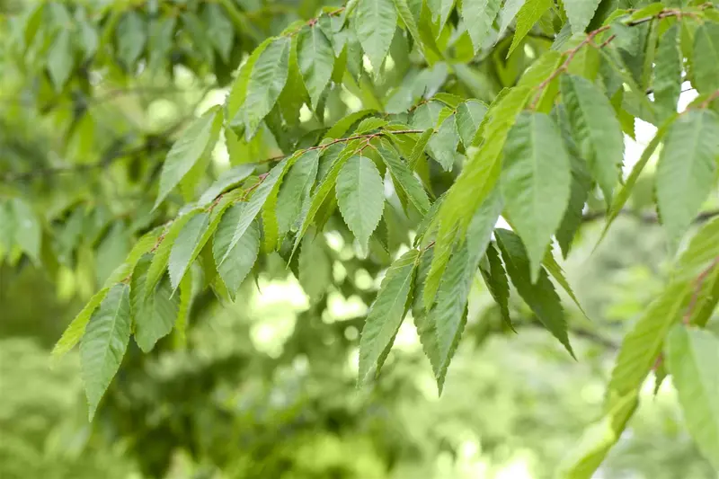 Prunus - afbeelding 4