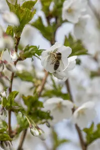 prunus hybr. 'umineko' 20/25 - afbeelding 5