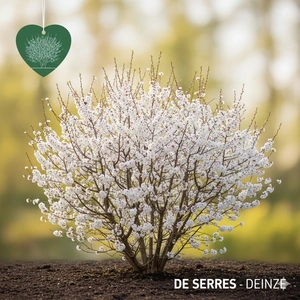 Prunus incisa 'Cunera' C7,5 (80-100)