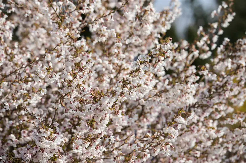 Prunus incisa 'Kojou-no-mai' 100-125   C45 - afbeelding 2