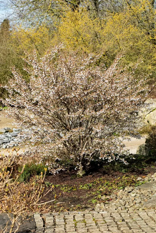 Prunus incisa 'Kojou-no-mai' 50- 60   C7,5 - afbeelding 5