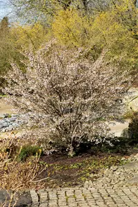 Prunus incisa 'Kojou-no-mai' STAM/100 C10 - afbeelding 5