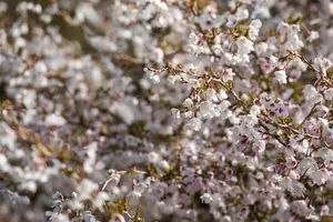 Prunus incisa 'Kojou-no-mai' STAM/100 C10 - afbeelding 3
