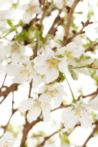 Prunus incisa 'Lotte' 60- 80   C15