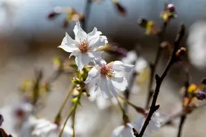 Prunus incisa 'Mikinori' 60- 80   C15 - afbeelding 3