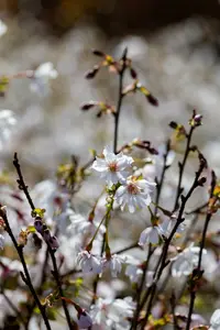 Prunus incisa 'Mikinori' STAM/ 80 C10 - afbeelding 2