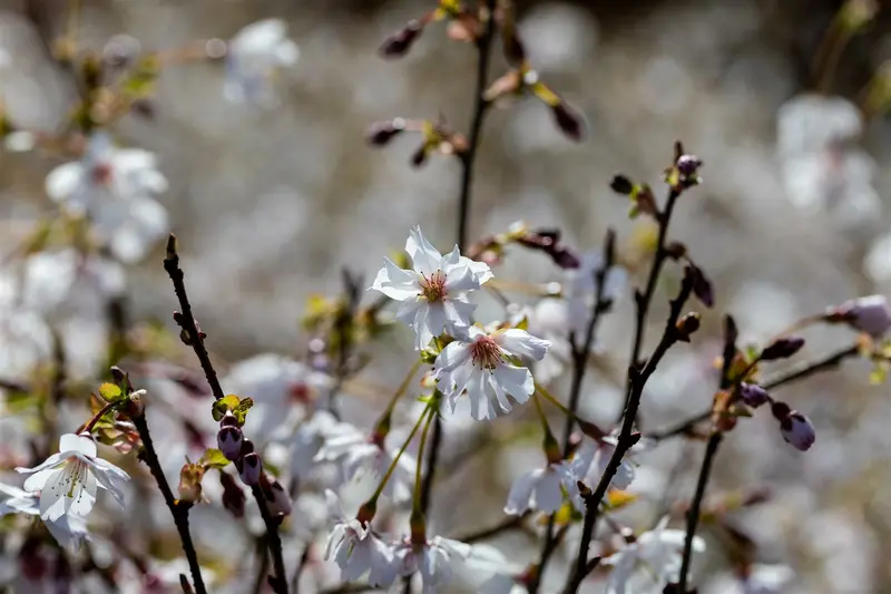 Prunus incisa 'Mikinori' STAM/ 80 C10 - afbeelding 1