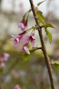 Prunus incisa 'Paean' 250-300   DKL MRST - afbeelding 2