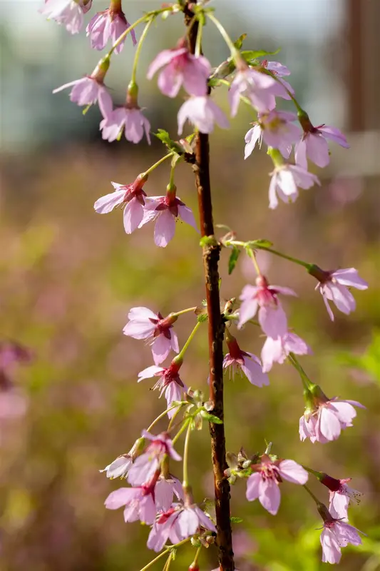 Prunus incisa 'Paean' 250-300   DKL MRST - afbeelding 4