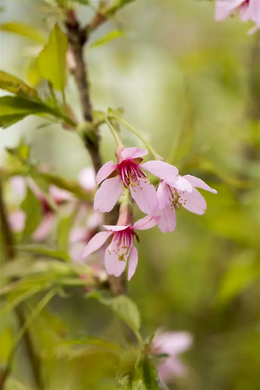 Prunus incisa 'Paean' 300-350   DKL MRST - afbeelding 1