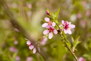 Prunus incisa 'Paean' 300-350   DKL MRST - afbeelding 3