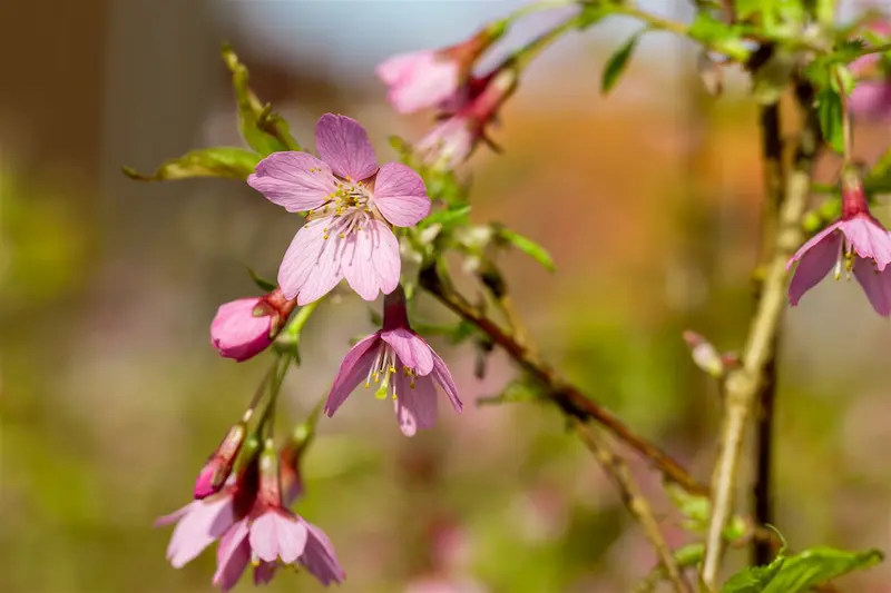 Prunus incisa 'Paean' 300-350   DKL MRST - afbeelding 5